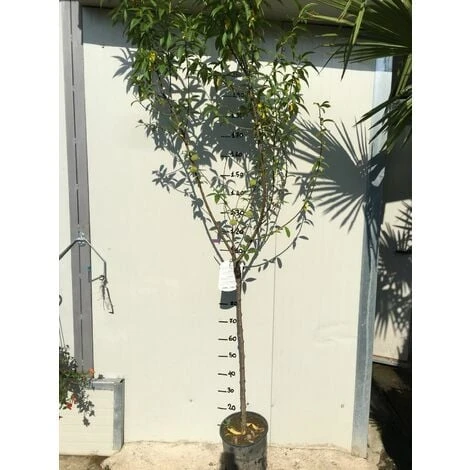 Pianta Di Ciliegio Durone Di Vignola I Vaso 20cm 2 Pianta Di Ciliegio Durone Di Vignola I Vaso 20cm - immagine 2