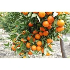 Pianta Di Clementino In Fitocella