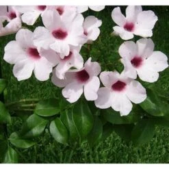 BIGNONIA PANDOREA JASMINOIDES ROSA H 130CM FOTO REALI -Negozio al dettaglio Evergreen 17888962 4