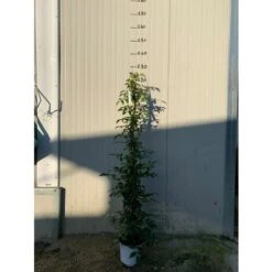 BIGNONIA PANDOREA JASMINOIDES ROSA H 130CM FOTO REALI -Negozio al dettaglio Evergreen 17888962 5