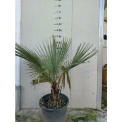 Brahea Armata (palma Blu) FOTO REALI