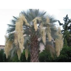 Brahea Armata (palma Blu) FOTO REALI -Negozio al dettaglio Evergreen 17888965 3