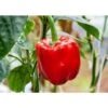 Peperone Rosso