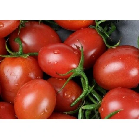 Pomodoro Cencara 1 Pomodoro Cencara