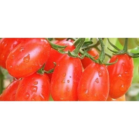 Pomodoro Datterino 1 Pomodoro Datterino