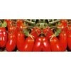 Pomodoro San Marzano