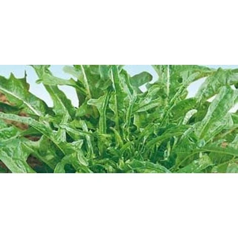 Lattuga Barba Frati Bianca 1 Lattuga Barba Frati Bianca