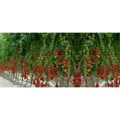 Pomodoro Fragolino (vaso 10)