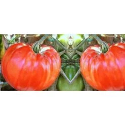 Pomodoro Gigante (vaso 10)