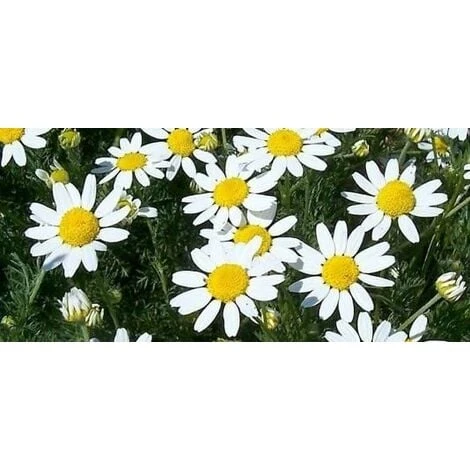 Camomilla Romana 1 Camomilla Romana