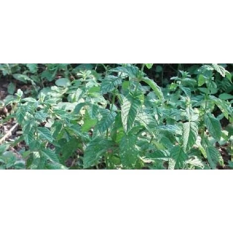 Menta Piperita 1 Menta Piperita