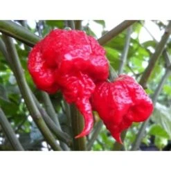 Carolina Reaper