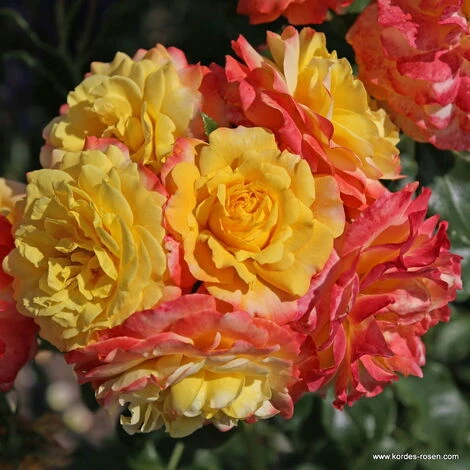 Rose Der Hoffnung 1 Rose Der Hoffnung