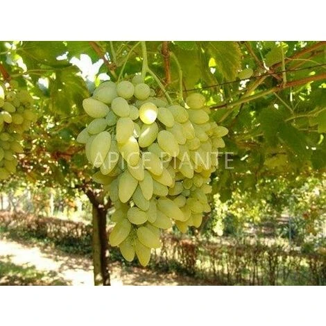 Vite Pizzutello Bianco - V. 15 X 15 Cm - Uva Da Tavola Bianca - Apice Piante 1 Vite Pizzutello Bianco - V. 15 X 15 Cm - Uva Da Tavola Bianca - Apice Piante