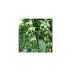 Pianta Di Mini Kiwi Autofertile - Actinidia Arguta (varietà VITIKIWI) FOTO REALI H 100CM -Negozio al dettaglio Evergreen 18403269 3