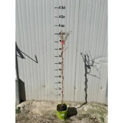 Pianta Di Kiwi Arguta Issai (autofertile) -Negozio al dettaglio Evergreen 18403274 3