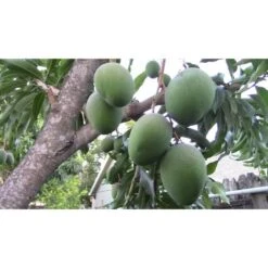PIANTA DI MANGIFERA INDICA MANGO GLENN INNESTATA FOTO REALI H 140CM -Negozio al dettaglio Evergreen 18734230 3