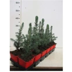 Abete Blu Pino Argentato "Picea Pungens Super Blue Seedling" Pianta In Vaso 11 Cm -Negozio al dettaglio Evergreen 19185950 3