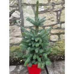 Abete Blu Pino Argentato "Picea Pungens Super Blue Seedling" Pianta In Vaso 11 Cm -Negozio al dettaglio Evergreen 19185950 4