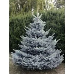 Abete Blu Pino Argentato "Picea Pungens Super Blue Seedling" Pianta In Vaso 11 Cm -Negozio al dettaglio Evergreen 19185950 5