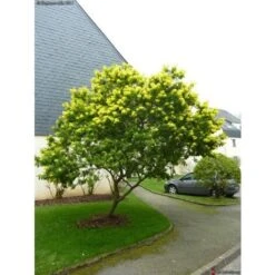 Mimosa "Acacia Dealbata" Pianta In Vaso 16 Cm H. 170/200 Cm -Negozio al dettaglio Evergreen 19185953 3