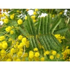 Mimosa "Acacia Dealbata" Pianta In Vaso 16 Cm H. 170/200 Cm -Negozio al dettaglio Evergreen 19185953 5