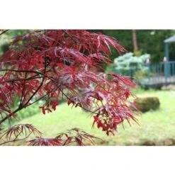Acero Rosso Giapponese "Acer Palmatum Dissectum Firecracker" Pianta In Vaso 20 Cm -Negozio al dettaglio Evergreen 19185967 3