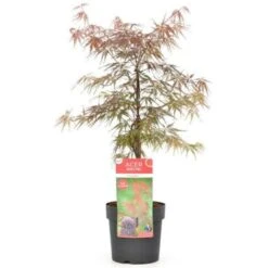 Acero Rosso Giapponese "Acer Palmatum Dissectum Firecracker" Pianta In Vaso 20 Cm -Negozio al dettaglio Evergreen 19185967 4
