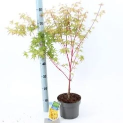 Acero Rosso Giapponese "Acer Palmatum Sango Kaku" Pianta In Vaso 20 -Negozio al dettaglio Evergreen 19185974 3