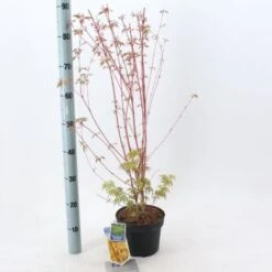 Acero Rosso Giapponese "Acer Palmatum Sango Kaku" Pianta In Vaso 20 -Negozio al dettaglio Evergreen 19185974 4