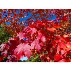 Acero Rosso "Acer Rubrum" Acero Scarlatto In Vaso 19 Cm H. 90/120 Cm -Negozio al dettaglio Evergreen 19185977 3