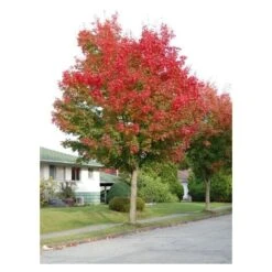 Acero Rosso "Acer Rubrum" Acero Scarlatto In Vaso 19 Cm H. 90/120 Cm -Negozio al dettaglio Evergreen 19185977 4