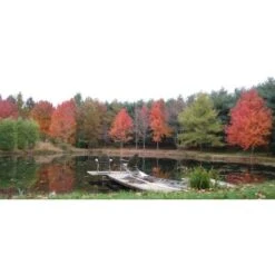 Acero Rosso "Acer Rubrum" Acero Scarlatto In Vaso 19 Cm H. 90/120 Cm -Negozio al dettaglio Evergreen 19185977 5