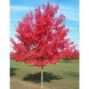 Acero Rosso "Acer Rubrum" Acero Scarlatto In Vaso H. 70/90 Cm