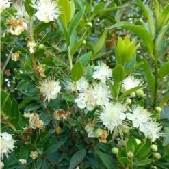 Mirto Sardo "Myrtus Communis" Mirto Comune In Vaso 9 Cm -Negozio al dettaglio Evergreen 19186006 3