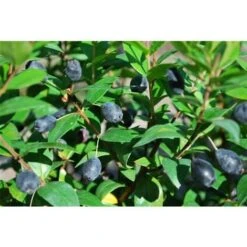 Mirto Sardo "Myrtus Communis" Mirto Comune In Vaso 9 Cm -Negozio al dettaglio Evergreen 19186006 4