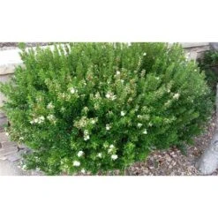 Mirto Sardo "Myrtus Communis" Mirto Comune In Vaso 9 Cm -Negozio al dettaglio Evergreen 19186006 5
