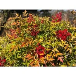 Nandina Domestica "Bambu' Sacro" Pianta A Cespuglio In Vaso Biodegradabile -Negozio al dettaglio Evergreen 19186007 3