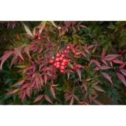 Nandina Domestica "Bambu' Sacro" Pianta A Cespuglio In Vaso Biodegradabile -Negozio al dettaglio Evergreen 19186007 4