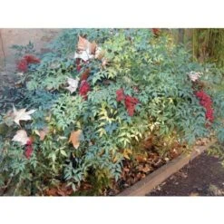 Nandina Domestica "Bambu' Sacro" Pianta A Cespuglio In Vaso Biodegradabile -Negozio al dettaglio Evergreen 19186007 5