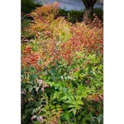 Nandina Domestica "Bambu' Sacro" Pianta A Cespuglio In Vaso 19 Cm H. 60/80 Cm -Negozio al dettaglio Evergreen 19186008 4