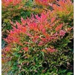 Nandina Domestica "Bambu' Sacro" Pianta A Cespuglio In Vaso 19 Cm H. 60/80 Cm -Negozio al dettaglio Evergreen 19186008 5