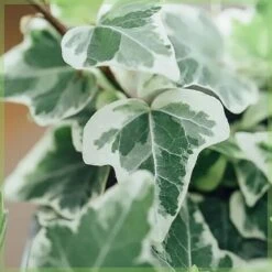 Edera Variegata "Hedera Helix White Wonder" Pianta In Vaso H. 120/140 Cm Con Canna