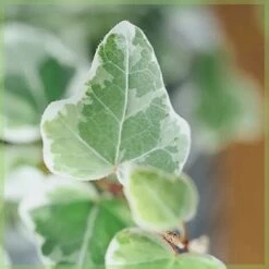 Edera Variegata "Hedera Helix White Wonder" Pianta In Vaso H. 120/140 Cm Con Canna -Negozio al dettaglio Evergreen 19186009 3