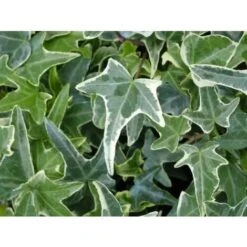 Edera Variegata "Hedera Helix White Wonder" Pianta In Vaso H. 120/140 Cm Con Canna -Negozio al dettaglio Evergreen 19186009 4