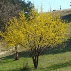 Corniolo "Cornus Mas" Pianta In Vaso H. 40/60 Cm -Negozio al dettaglio Evergreen 19186013 3