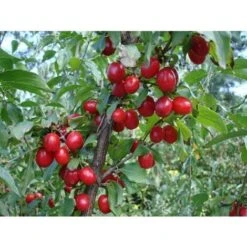 Corniolo "Cornus Mas" Pianta In Vaso H. 40/60 Cm -Negozio al dettaglio Evergreen 19186013 4
