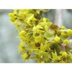 Corniolo "Cornus Mas" Pianta In Vaso H. 40/60 Cm -Negozio al dettaglio Evergreen 19186013 5
