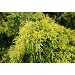 Ginepro Tappezzante "Juniperus X Media Gold Star" Pianta In Vaso 11 Cm -Negozio al dettaglio Evergreen 19186019 3