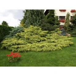 Ginepro Tappezzante "Juniperus X Media Gold Star" Pianta In Vaso 11 Cm -Negozio al dettaglio Evergreen 19186019 4